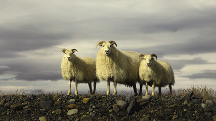  Icelandic sheep
