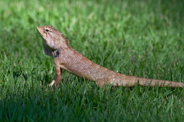  lizard in the grass
