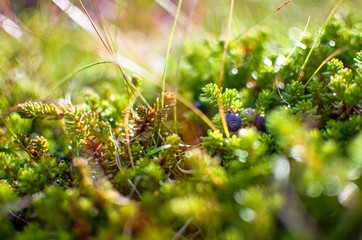 Icelandic Blueberry in Grass, Detail