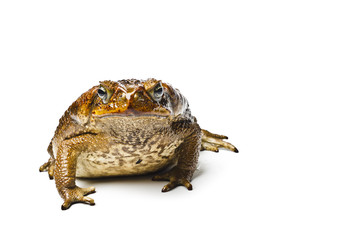 Toad aga. Rhinella marina.