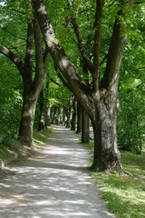 Allee in Regenbsurg