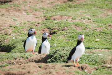 puffins (fratercula artica), in skomer island, wales uk