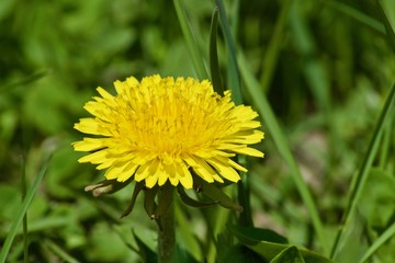 Beautiful yellow dandelions with green leaves. Spring
