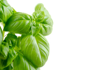 fresh basil leaves