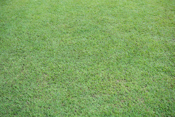 The pattern and texture of small green grass.