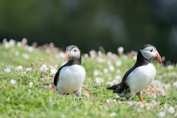 puffins (fratercula artica), in skomer island, wales uk
