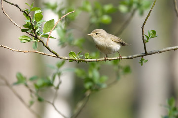 Willow Warbler in the spring