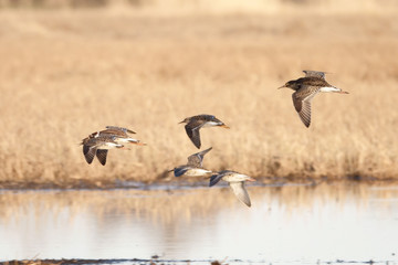 the birds flies in the wetland on a spring day