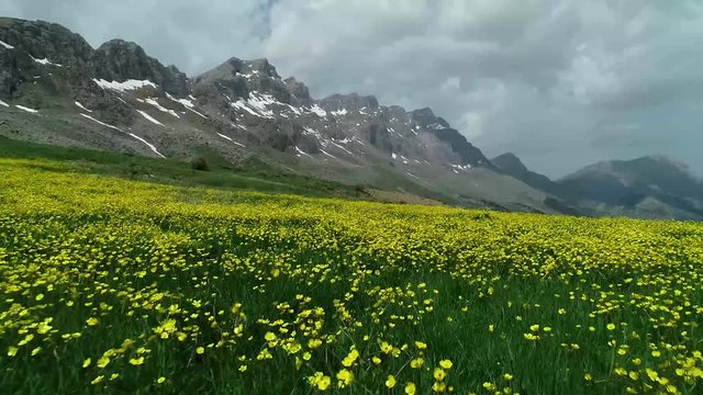 dağların zirvelerindeki &ccedil;i&ccedil;ek t&uuml;rleri ve &ccedil;eşitlilik