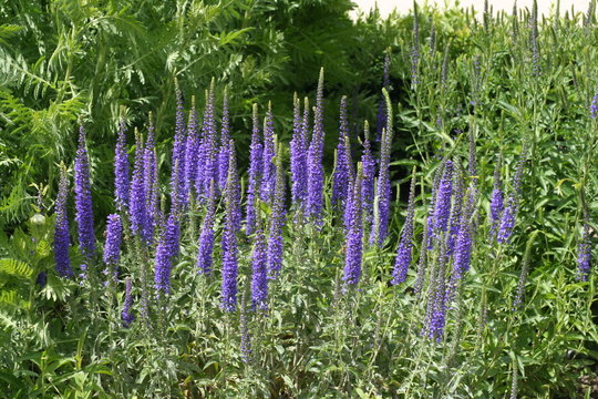 Flor del Espliego 