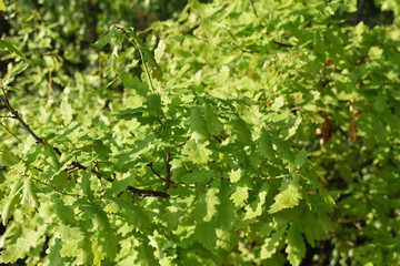 Fototapeta na wymiar spring, a young oak tree dissolved the leaves
