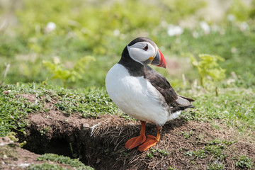 puffin (fratercula artica), in skomer island, wales uk
