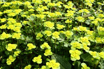 Young flowers on the field in spring