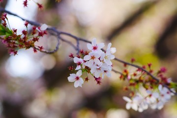 Cherry blossoms drawing to a close
