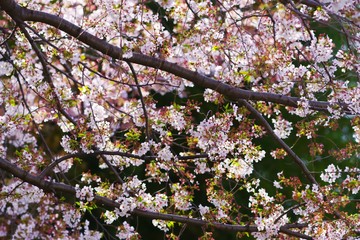 Cherry blossoms drawing to a close
