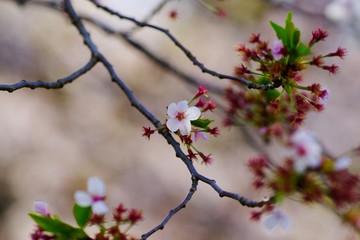 Cherry blossoms drawing to a close
