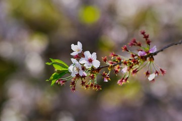 Cherry blossoms drawing to a close
