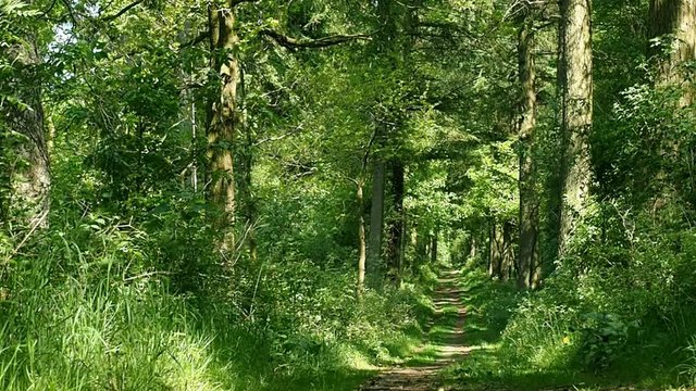 Waldweg