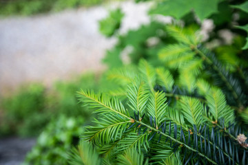 Background of Christmas tree branches. Conifer tree