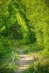 Tunnel in the forest