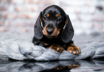 portrait of a beautiful puppy breed of dachshund