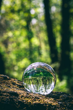 Glass sphere with forest reflection in it, standing on a tree