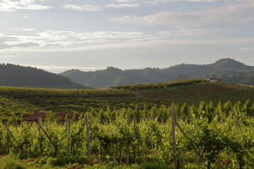 Fototapeta na wymiar countryside vineyard and hut