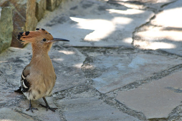 Close-up hoopoe on the ground