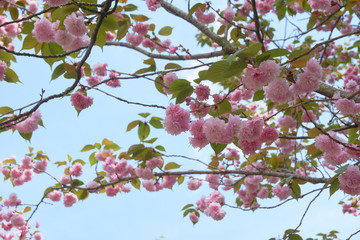 Obraz premium Pink Flowers at branch on sky background