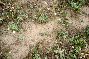 Dried Earth in Midwest