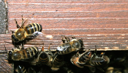 Honigbienen, Honey bees, Apis melifera am Bienenstock, Beute, beehive