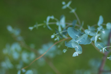 Eucalyptus Branch 3