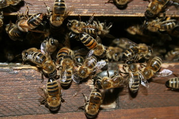 Honigbienen, Honey bees, Apis melifera am Bienenstock, Beute, beehive