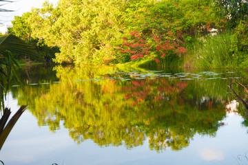 Beautiful view of the lake and rea flower from green tree  