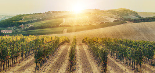 Vineyard landscape in Tuscany, Italy. © InfiniteFlow