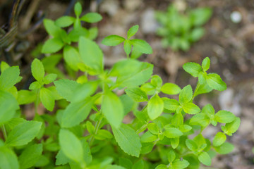 Fototapeta na wymiar Stevia Leaves