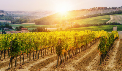 Vineyard landscape in Tuscany, Italy. © InfiniteFlow