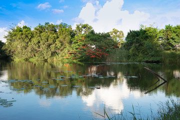 Beautiful view of the lake and rea flower from green tree  