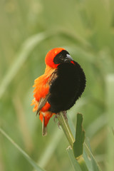 The southern red bishop or red bishop (Euplectes orix) sitting on the branch with green background. Red passerine at courtship in reeds.