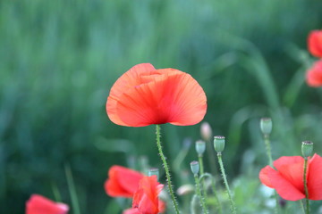 poppy in the field