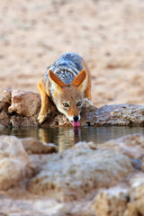 The black-backed jackal (Canis mesomelas) drinks at the waterhole in the desert. A pair of jackals during hygiene.