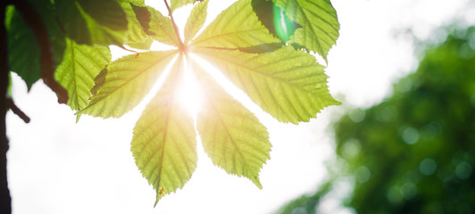 chestnut leaves on the background of the sun