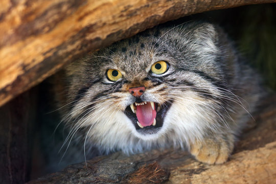 The Pallas's cat (Otocolobus manul), also called the Manul,male portait with exposed teeth.