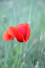 Obraz premium poppy in the field