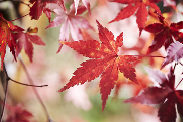 red maple leaves