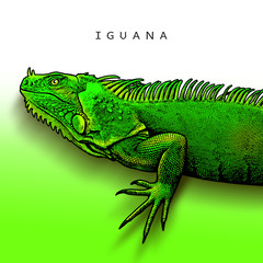 Green iguana - illustration in engraving style. A bright close-up image of large herbivorous lizard a side view.