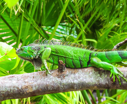 Cute green iguana (Latin - Iguana iguana) in nature habitat. Close-up view of large herbivorous lizard sitting on a tropical tree branch with green leafs in the Fort Lauderdale area, Florida, USA.
