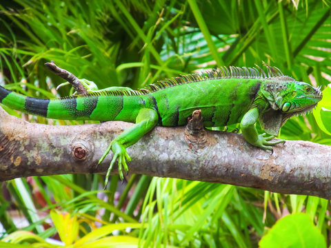 Cute green iguana (Latin - Iguana iguana) in nature habitat. Close-up view of large herbivorous lizard sitting on a tropical tree branch with green leafs in the Fort Lauderdale area, Florida, USA.