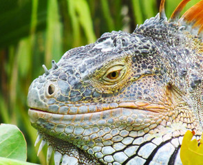 Fototapeta premium Iguana in nature habitat (Latin - Iguana iguana). Close-up image of large herbivorous lizard sitting on a tropical jungle tree with green leafs in the Fort Lauderdale area, Florida, USA.