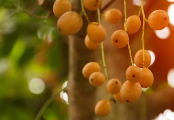 Rambeh or rambi Thai fruits on the tree